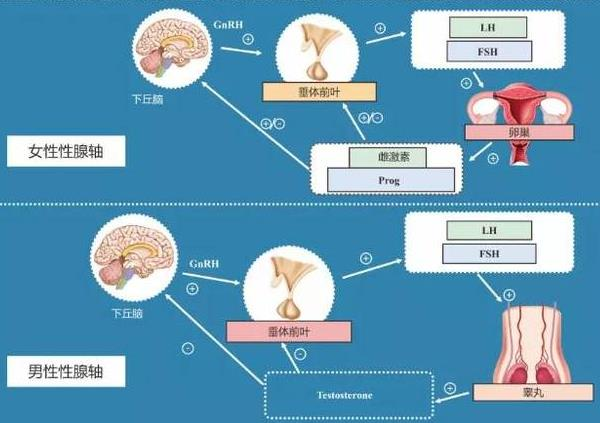 好的心态是泰国试管婴儿成功的关键 好的心态是泰国试管婴儿成功的关键